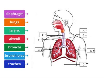 The structure of the human respiratory system.