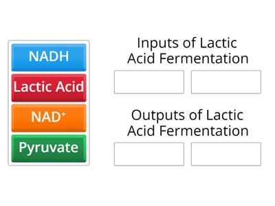 Inputs & Outputs of Lactic Acid Fermentation