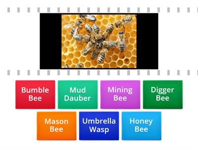 Identify Bees