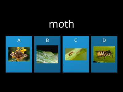 Types of Insects