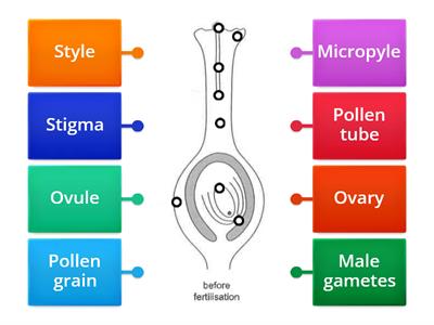 Pollination and fertilisation