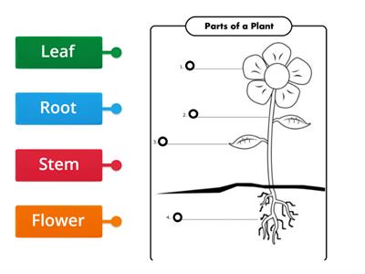 Parts of a Plant