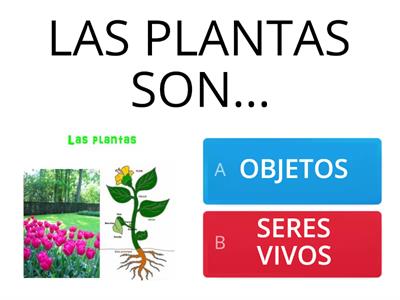 PLANTAS
