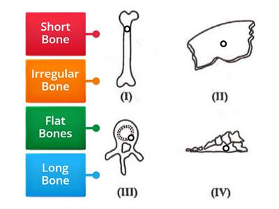 Types of Bones 