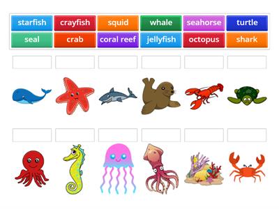 Under the Sea (Sea Animals matching)