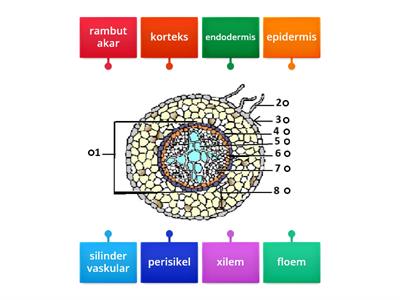 BIOLOGI T5: STRUKTUR DI DALAM AKAR EUDIKOT