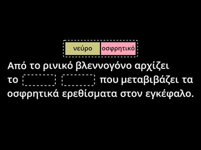 Ανατομία - Το αισθητήριο όργανο της όσφρησης.