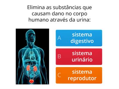 SISTEMA EXCRETOR/URINÁRIO: 3.º ano - Ensino Básico