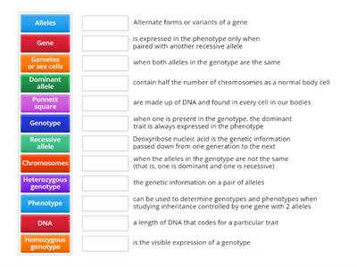 Yr 10 inheritance recap