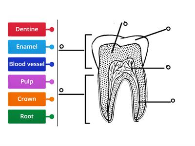 Parts of a tooth