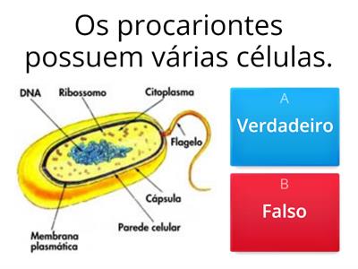  Células Procariontes e Eucariontes 6° Ano