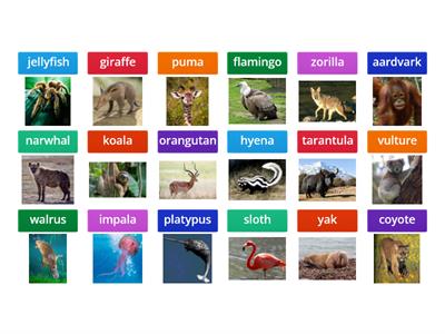 ABC Zoo scrambled words