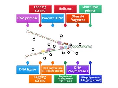 DNA replication (HL level) 