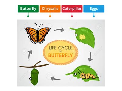 The Life cycle of a butterfly 