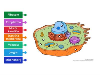 Stanične strukture - Životinjska stanica
