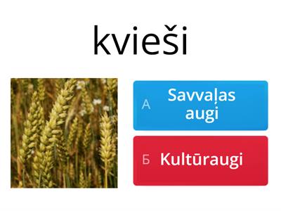 SAVVAĻAS AUGI UN KULTŪRAUGI_