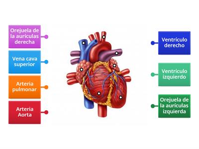 Partes del corazon