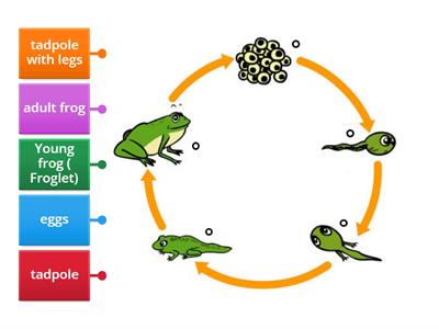  Frog Life Cycle