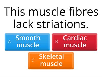 Muscle Tissue