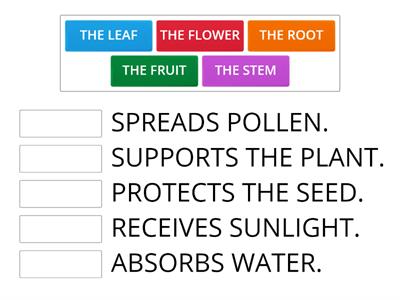 PLANTS AND FUNCTIONS