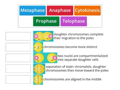 The Cell Division