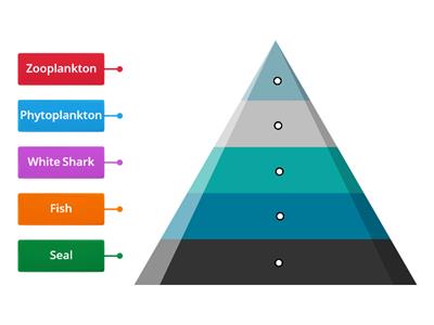 Pyramid of Energy (Biome: Ocean)