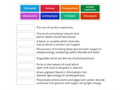 Photosynthesis & Respiration Keywords