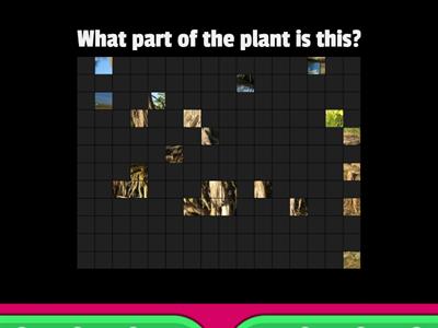 2nd grade- PLANT PARTS- Image Quiz- Miss Karla