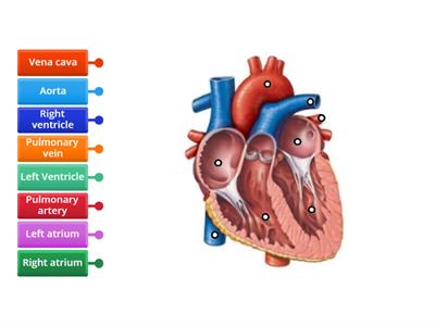 AQA GCSE P1 - Structure of the heart.