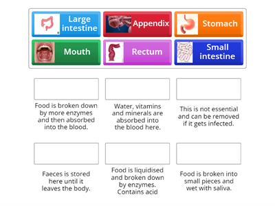 Digestive system 