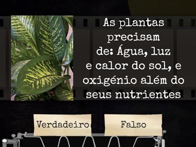 plantas