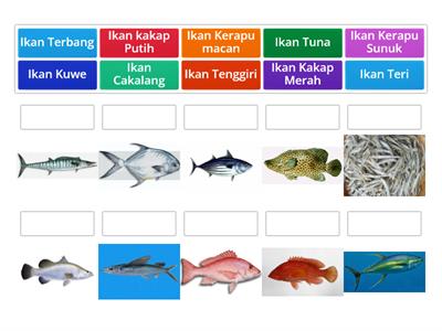 Mengenal Ikan Air Laut