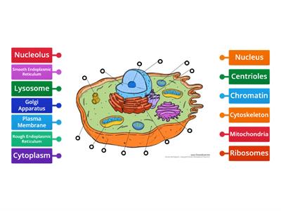 Animal Cell 