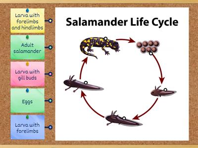 Salamander life cycle LK