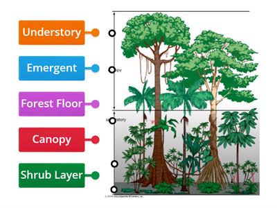 Tropical Rainforest - Layer of the Rainforest 
