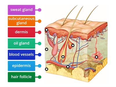 Layers of the Skin