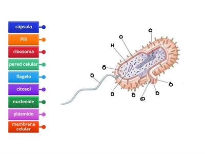 Etiquetar la célula bacteriana