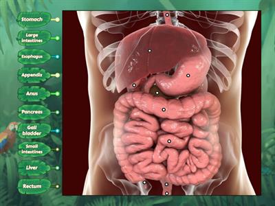 Digestive system DTE2021