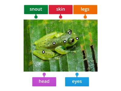 labelling body parts of frog