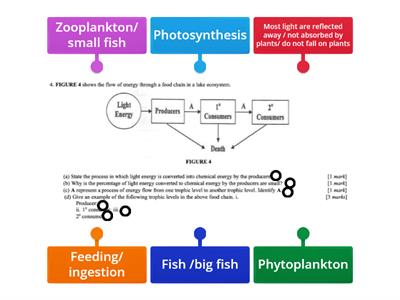 Energy flow through a food chain 