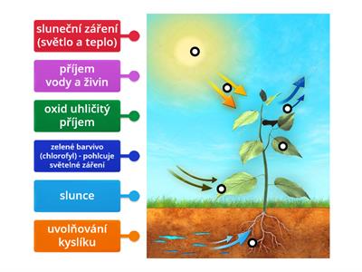  Fotosyntéza 