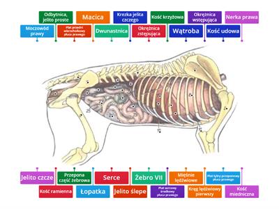 Anatomia psa część prawa