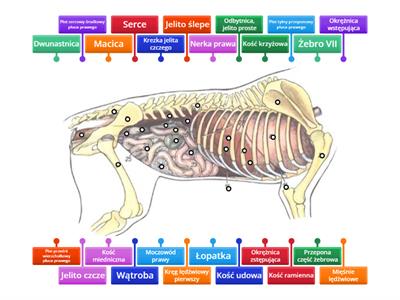 Anatomia psa część prawa