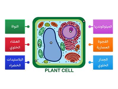 تركيب الخلايا النباتية