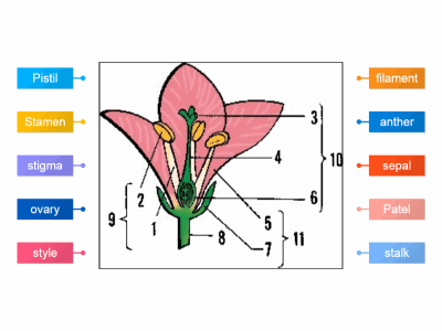 Parts of flower for pre o levels