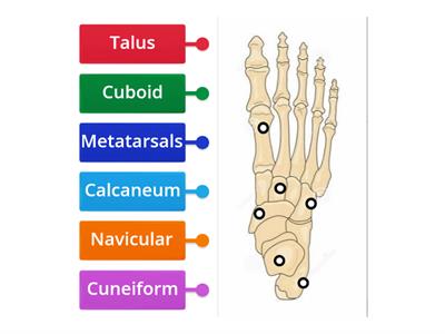 Label the bones of the foot