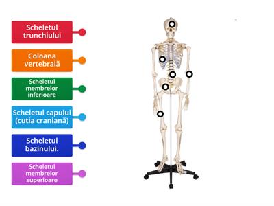   Scheletul uman clasa 1