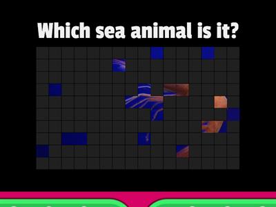 Which sea animal is it? 