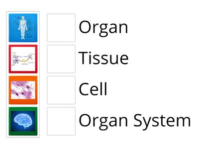 Cell, Tissue, Organs, System