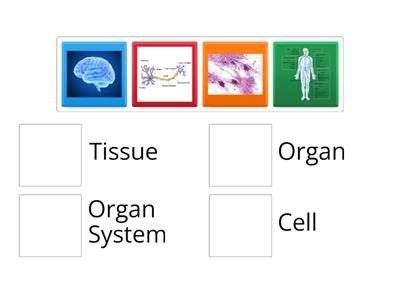 Cell, Tissue, Organs, System